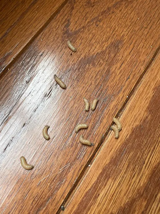 Eco Pest Control Picture 1