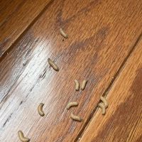 Eco Pest Control ico
