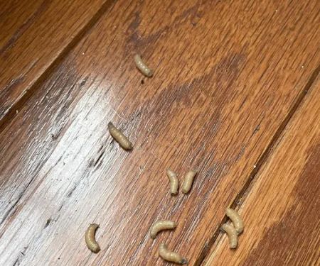 Eco Pest Control