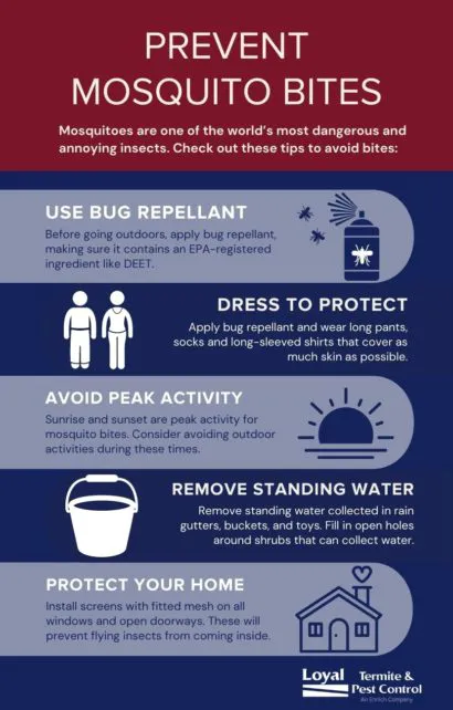 Loyal Termite & Pest Control Picture 3