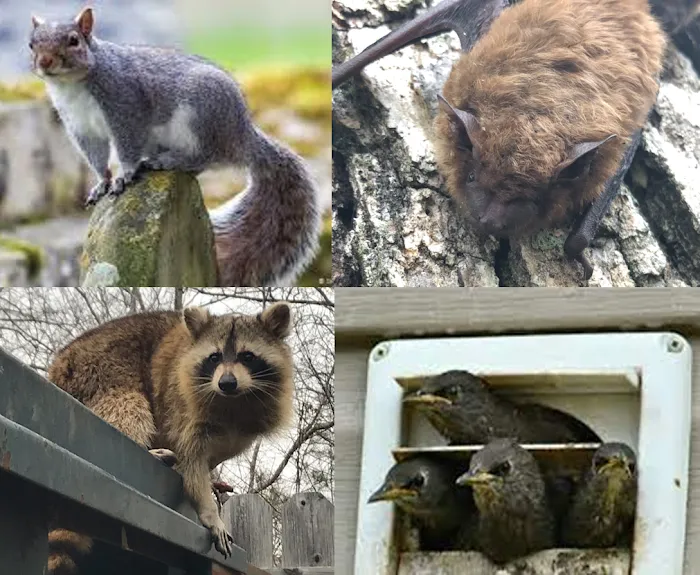 Artemis Wildlife Picture 5