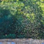 Mosquito Squad & Pest Control of Williamsburg