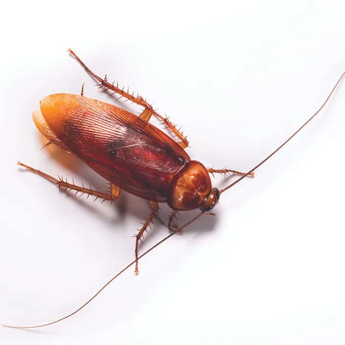 Mares Exterminating Picture 1