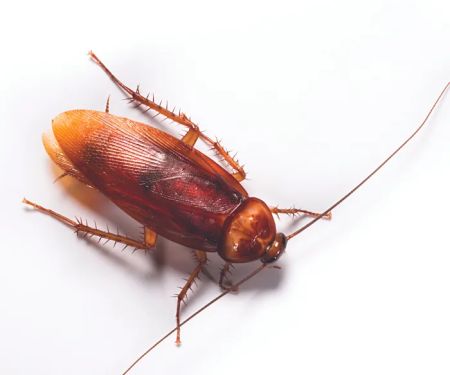 Mares Exterminating