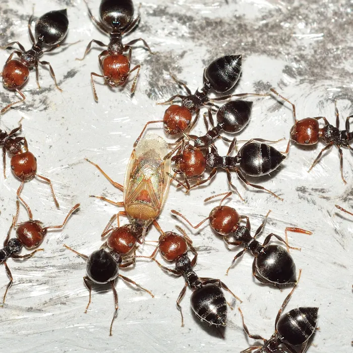 Mares Exterminating Picture 10