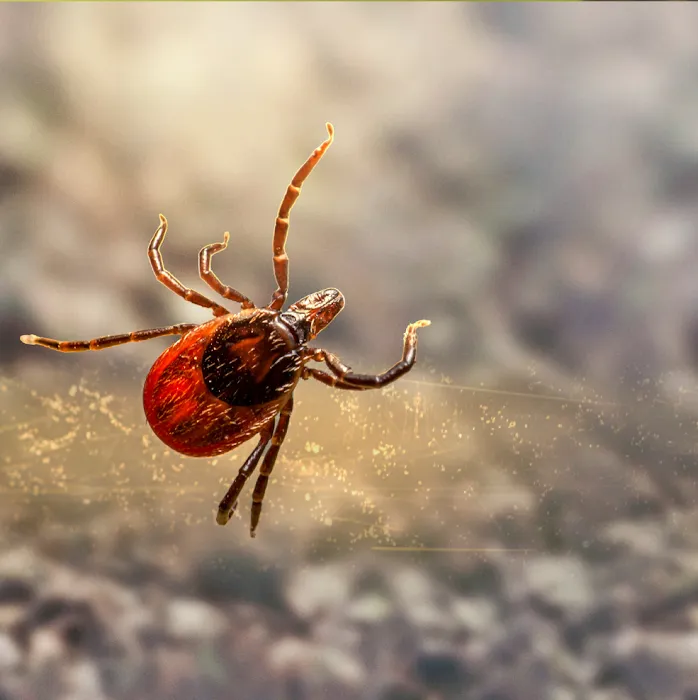 Mares Exterminating Picture 3