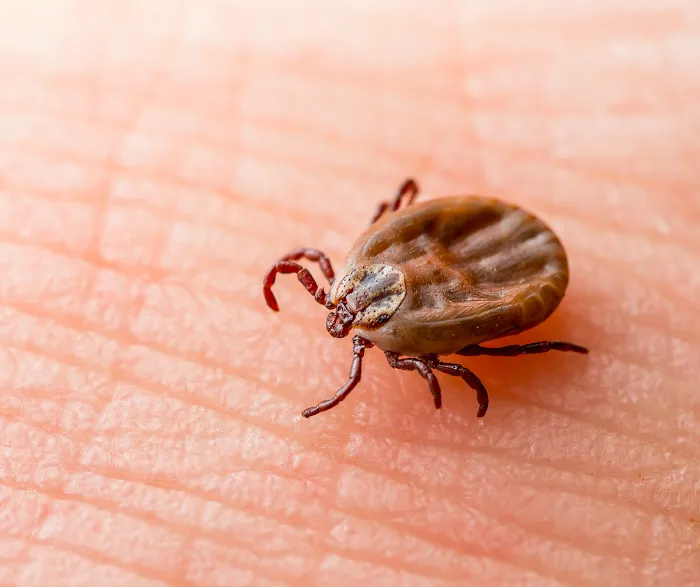 Mares Exterminating Picture 6