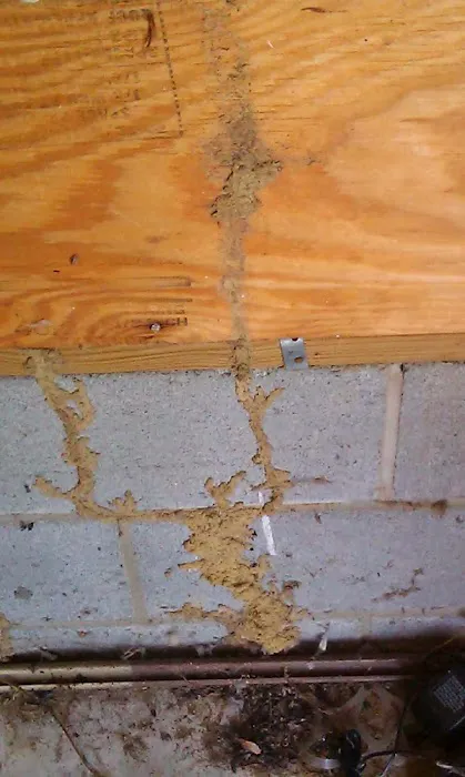 Ambush Pest Control Picture 1