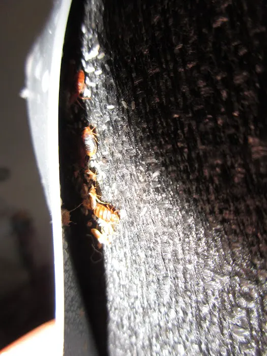 H L Cooper Pest Control Picture 2