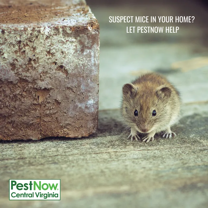 PestNow of Central Virginia | Richmond Picture 3
