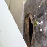 Piedmont Wildlife & Pest Management