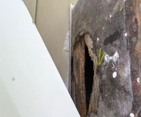 Piedmont Wildlife & Pest Management