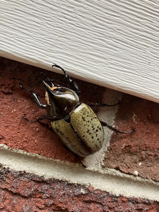 Cobalt Pest Control Picture 10