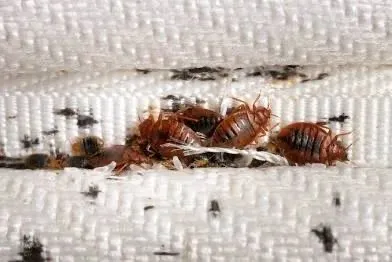 GreenShield Home & Pest Solutions - Richmond Picture 1