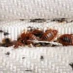 GreenShield Home & Pest Solutions - Richmond