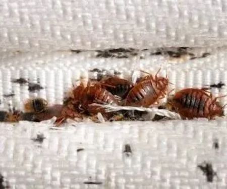 GreenShield Home & Pest Solutions - Richmond