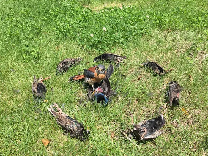 Richmond Animal Exterminator Picture 4