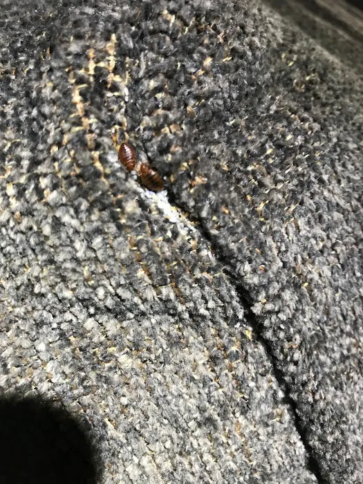 All American Pest Control Picture 10