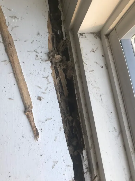 All American Pest Control Picture 9