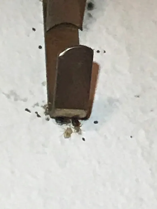 All American Pest Control Picture 7