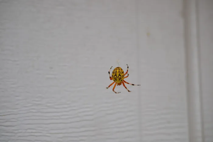 Ehrlich Pest Control Picture 2