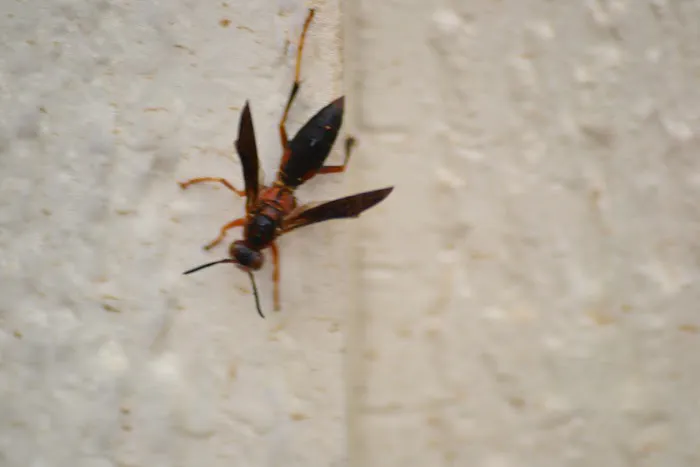 Ehrlich Pest Control Picture 3