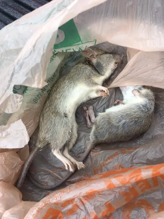 Wildlife Removal Washington DC Picture 2