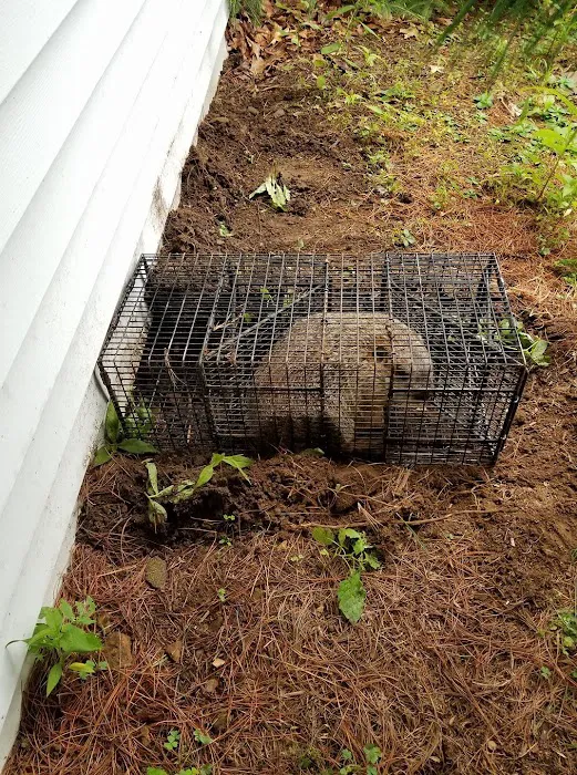 Wildlife Removal Washington DC Picture 4