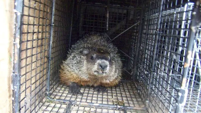 Wildlife Removal Washington DC Picture 1