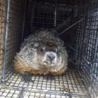 Wildlife Removal Washington DC ico