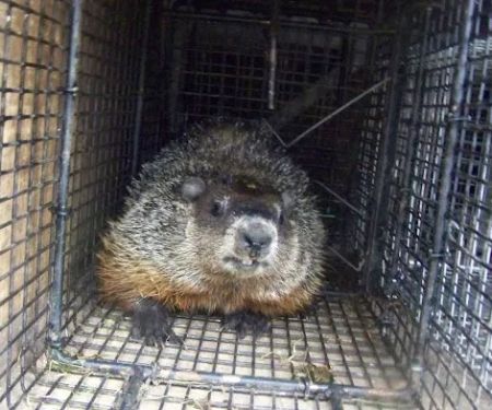 Wildlife Removal Washington DC