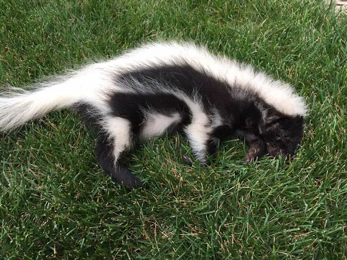 Wildlife Removal Washington DC Picture 9