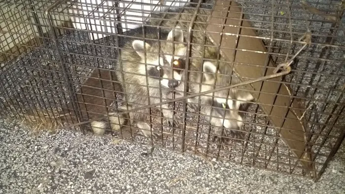 Wildlife Removal Washington DC Picture 7