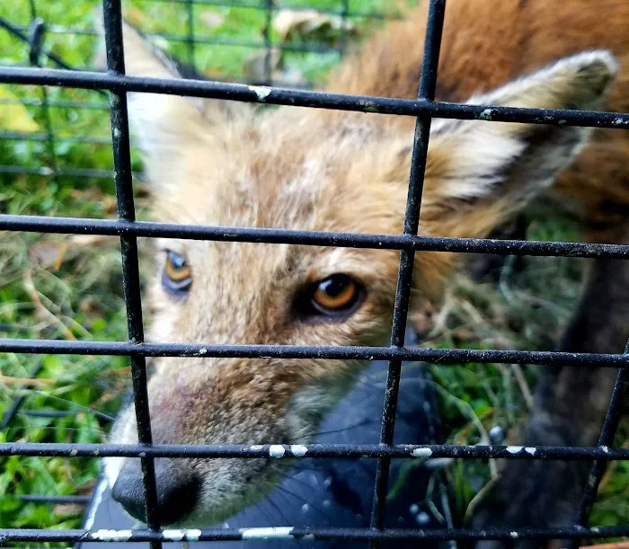 Wildlife Removal Washington DC Picture 5