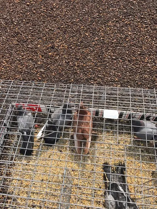 Wildlife Removal Washington DC Picture 10
