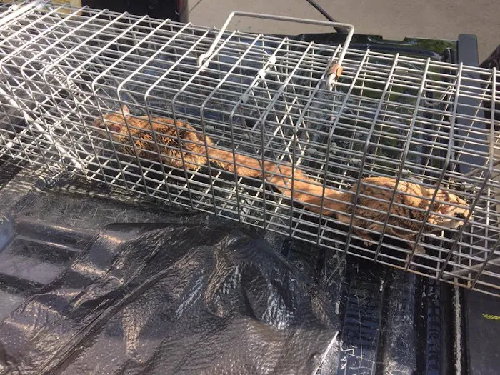 Wildlife Removal Washington DC Picture 8