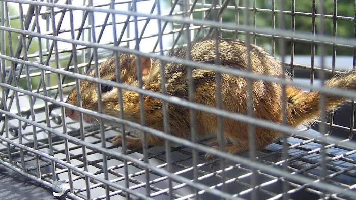 Wildlife Removal Washington DC Picture 3