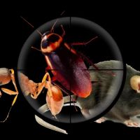 Primax Pest Control Services ico