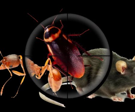 Primax Pest Control Services