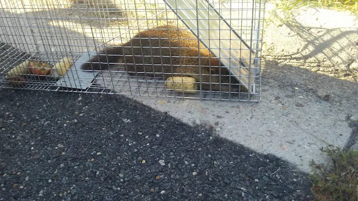 Carters Pest Control Picture 4
