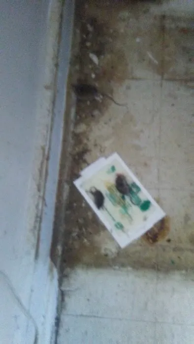 Carters Pest Control Picture 1