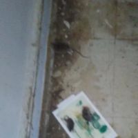 Carters Pest Control ico