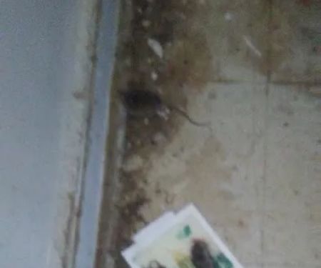 Carters Pest Control
