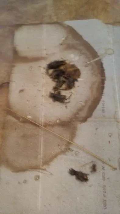 Carters Pest Control Picture 7