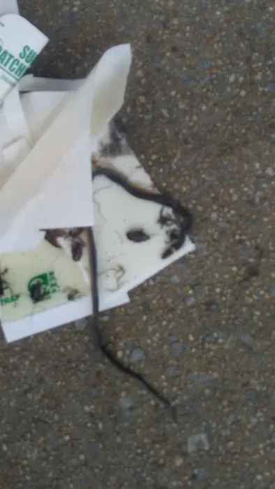 Carters Pest Control Picture 3