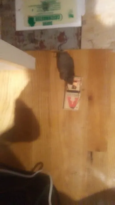 Carters Pest Control Picture 2