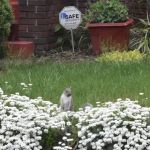 District Wildlife Solutions LLC