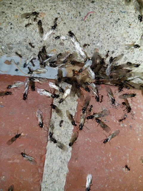 SPRK Pest Solutions Picture 9