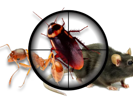 Primax Pest Control Picture 4