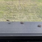 Turbo Pest Control - Stafford VA